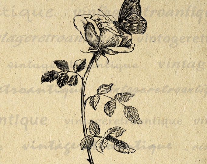Printable Butterfly and Flower Graphic Download Antique Image Digital Jpg Png Eps HQ 300dpi No.264