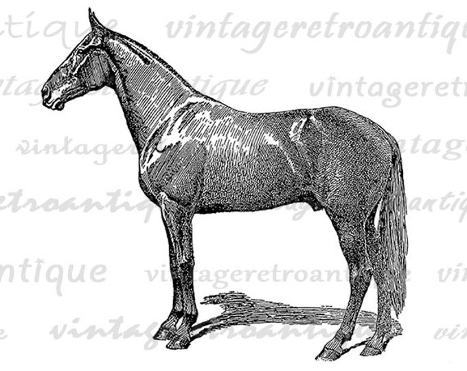 Horse Printable Digital Graphic Image Download Artwork Vintage Clip Art Jpg Png Eps HQ 300dpi No.3540