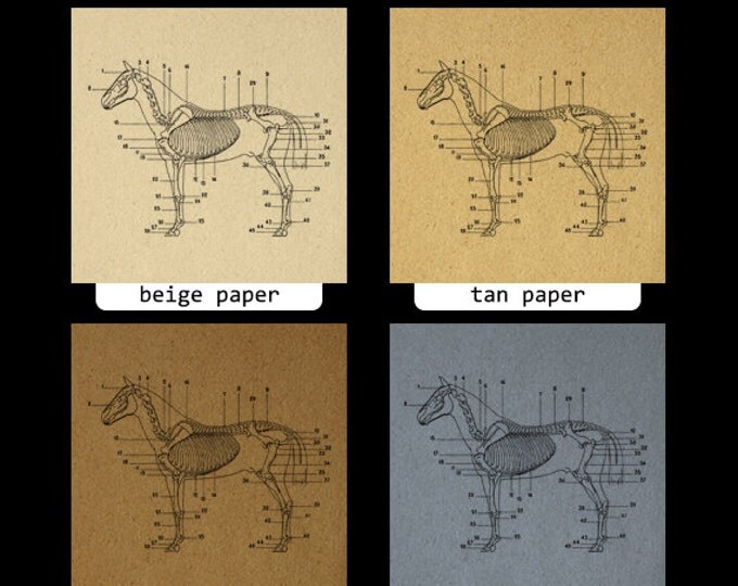 Digital Image Horse Skeleton Diagram Printable Download Illustration Graphic Vintage Clip Art Jpg Png Eps HQ 300dpi No.1949