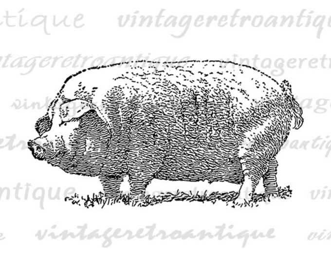 Big Pig Printable Image Graphic Illustration Digital Download Antique Clip Art Jpg Png Eps HQ 300dpi No.3215