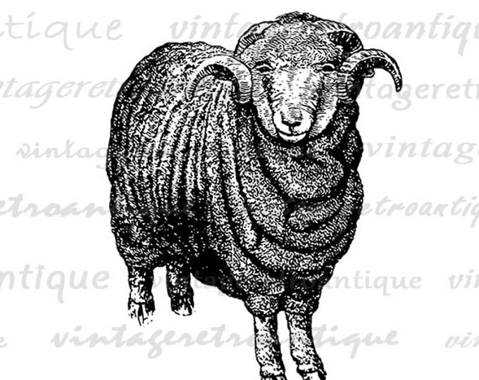 Printable Graphic Merino Sheep Digital Download Image Antique Clip Art Jpg Png Eps HQ 300dpi No.612