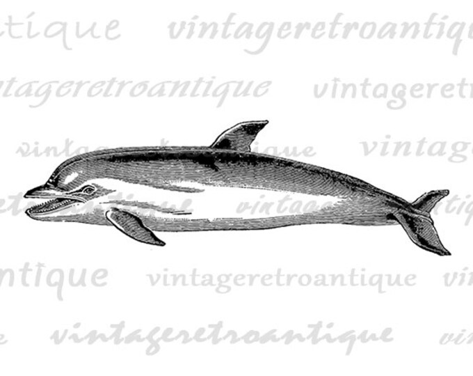 Printable Image Dolphin Digital Graphic Ocean Artwork Download Illustration Vintage Clip Art Jpg Png Eps HQ 300dpi No.2754