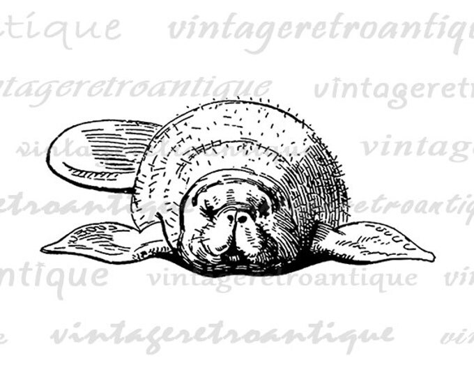 Printable Digital Manatee Download Ocean Graphic Sea Animal Image Vintage Clip Art Jpg Png Eps HQ 300dpi No.3626