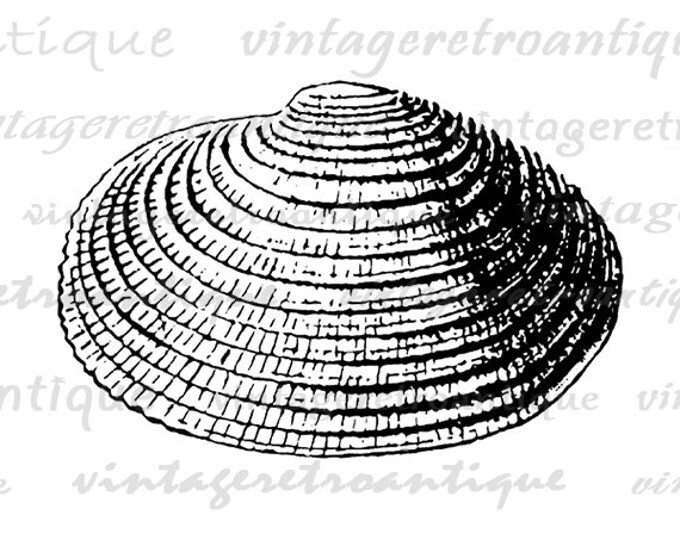 Printable Seashell Graphic Image Ocean Shell Digital Illustration Download Vintage Clip Art for Transfers etc HQ 300dpi No.3238