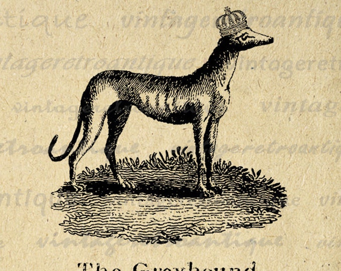 Printable Digital Greyhound with Crown Download Dog Graphic Illustration Image Vintage Clip Art Jpg Png Eps HQ 300dpi No.1082