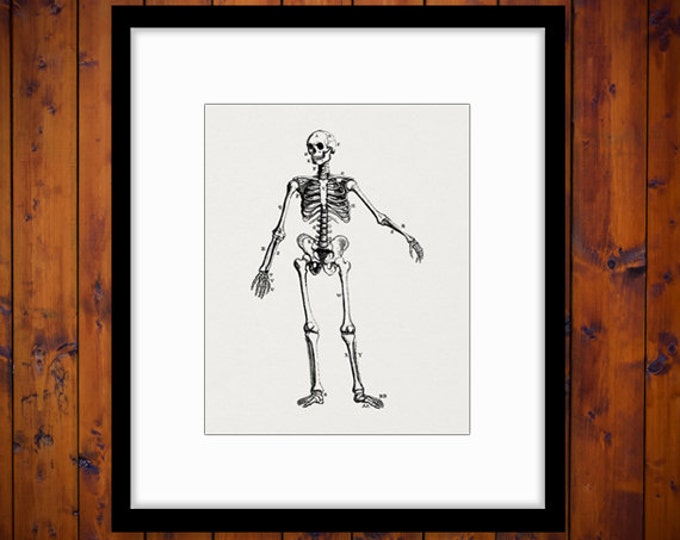 Skeleton Diagram Image Graphic Download Printable Digital Artwork Vintage Clip Art for Transfers Printing etc HQ 300dpi No.2318