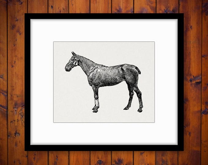 Polo Horse Printable Graphic Image Download Illustration Digital Antique Clip Art Jpg Png Eps HQ 300dpi No.3498