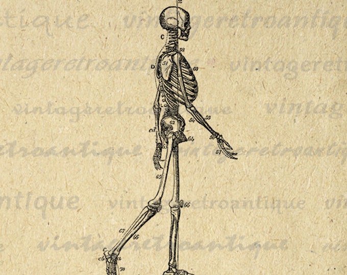 Skeleton Diagram Image Digital Download Graphic Printable Artwork Vintage Clip Art Jpg Png Eps HQ 300dpi No.2267