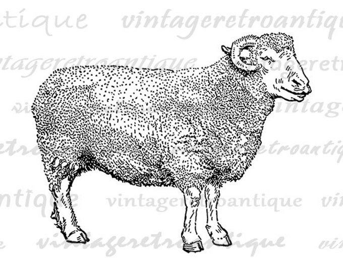 Digital Printable Dorset Sheep Graphic Image Illustration Download Antique Clip Art Jpg Png Eps HQ 300dpi No.3509