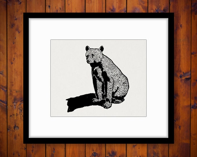 Antique Bear Digital Graphic Image Animal Download Printable Vintage Clip Art Jpg Png Eps HQ 300dpi No.434