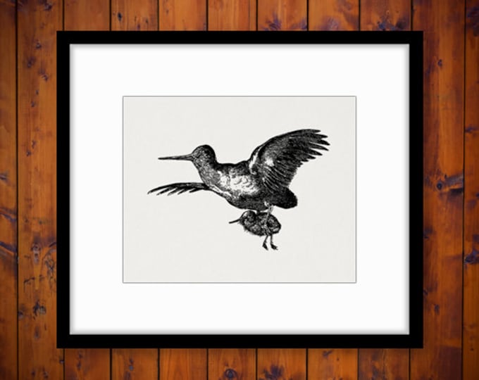 Digital Printable Flying Bird Carrying Baby Bird Graphic Download Image Antique Clip Art Jpg Png Eps HQ 300dpi No.3367