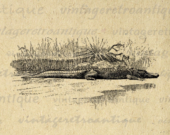 Crocodile Image Digital Printable Download Graphic Illustration Antique Clip Art Jpg Png Eps 18x18 HQ 300dpi No.2987