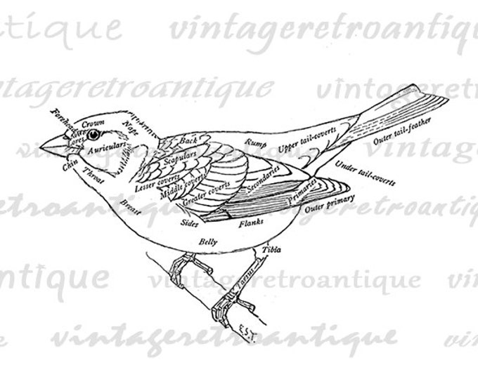 Digital Bird Diagram Image Graphic Illustration Printable Download Antique Clip Art Jpg Png Eps HQ 300dpi No.880