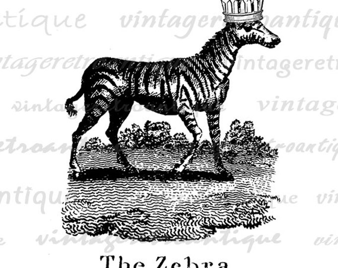 Printable Zebra with Crown Image Download Animal Illustration Graphic Digital Vintage Clip Art Jpg Png Eps HQ 300dpi No.1071