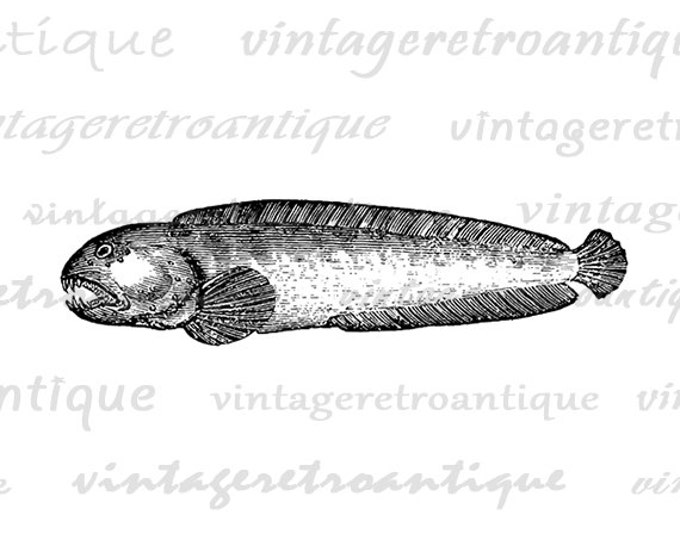 Printable Scary Fish Digital Download Ocen Graphic Image Vintage Clip Art Jpg Png Eps 18x18 HQ 300dpi No.590