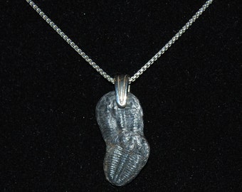 Trilobite "Siblings" Pendant on a Sterling Silver Necklace