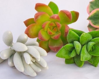 Gorgeous Succulent Cuttings