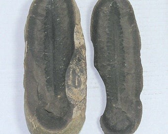 Fossil Fern; Pecopteris Leaf;Mazon Creek; Illinois