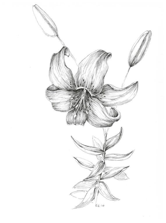 Tiger lily art print pen and ink flower sketch floral decor
