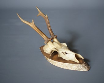 MOUNTED DEER ANTLERS 1955, Six Point, Wood Mounted Antlers, Switzerland, Mounted Deer Skull, Swiss Rustic Modern, Modern Rustic Decor