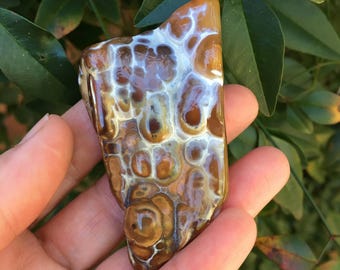 Agatized Coral Botryoidal 3-15-2-17