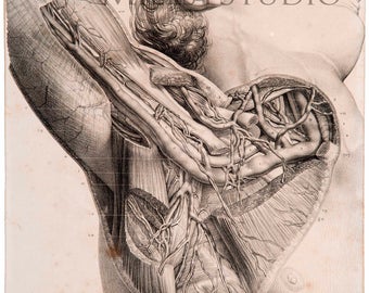 Lamina anatomical. Vessels axillary. Vaisseaux axillaires. Reproduction of drawing of the treated Anatomy of the man
