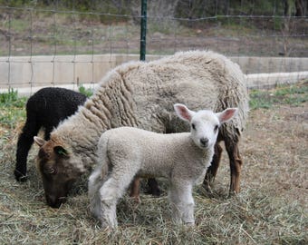 Organic Lamb's Roving Shetland/BFL Cross