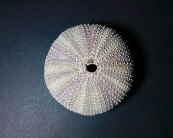 Sea urchin shell | Etsy