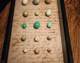 Vintage Shadow Box with Replica Garden Bird Eggs of Great Britain