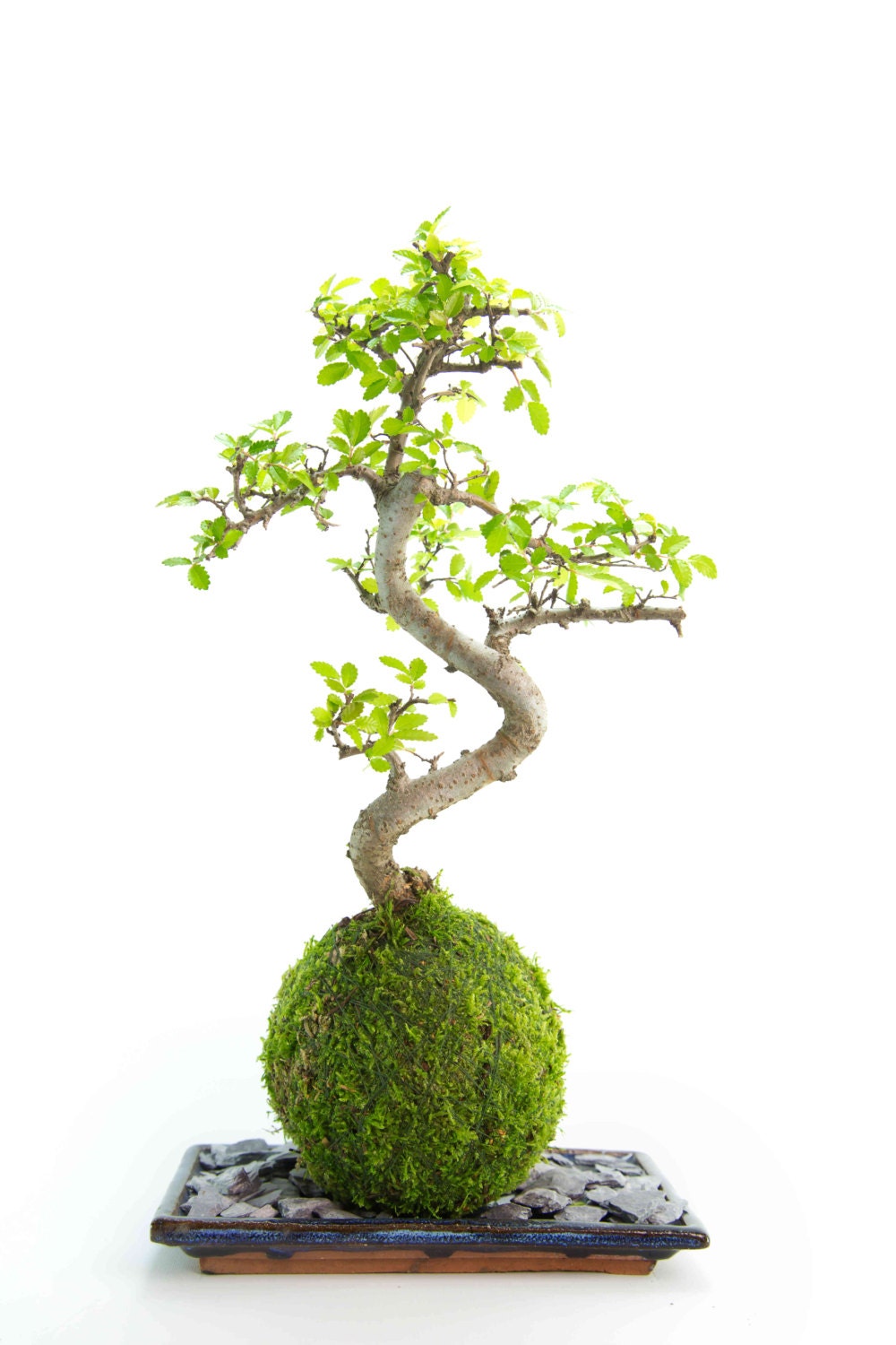 Kokedama Chinese Elm Bonsai in a live moss by TranquilPlants