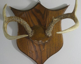 Vintage 1960s authentic mounted deer antlers Lodge wall hanging rustic decoration