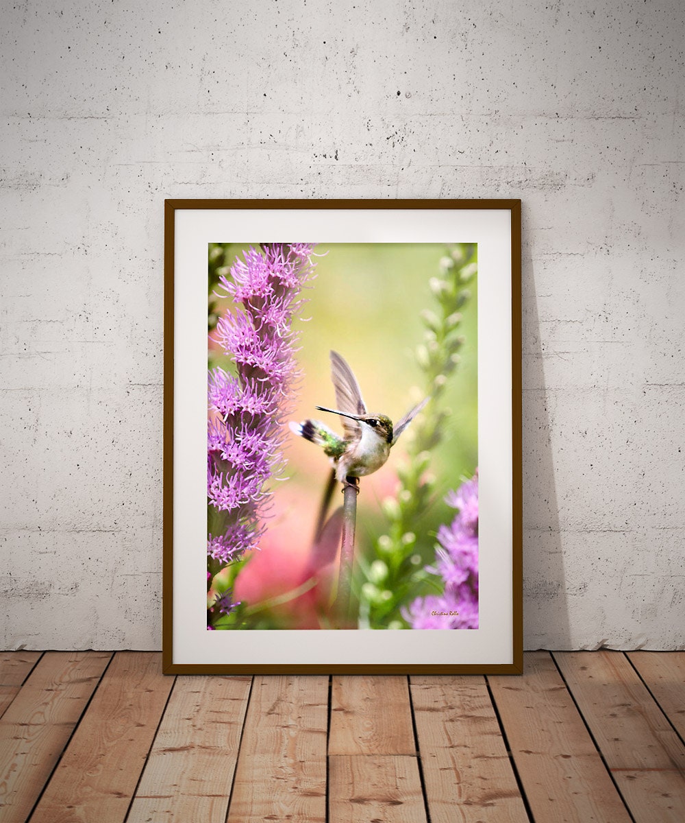Photography Prints Hummingbird Print Bird Art by ChristinaRolloArt