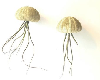 Two "Butzii" Jellyfish Air Plants, Hanging Air Plants in Sea Urchin Shell