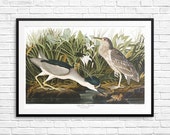 Night heron, Night herons, Heron art, Heron prints, Heron posters, Heron decor, Quabird, Quabirds, Audubon Birds, Audubon Book of American