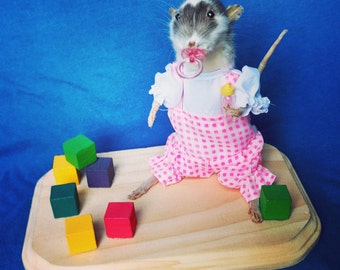Taxidermy rat/anthropomorphic/baby