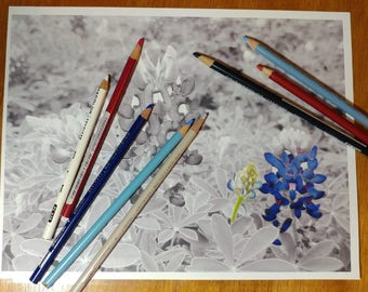Texas Bluebonnet Greyscale Coloring Page with Tutorial
