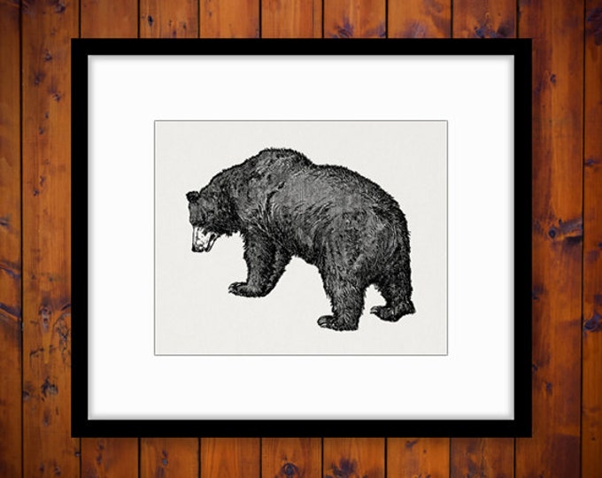 Printable Image Grizzly Bear Download Graphic Digital Illustration Vintage Clip Art Jpg Png Eps HQ 300dpi No.2566