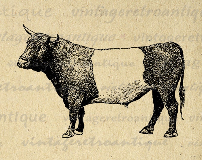 Printable Dutch Belted Bull Cow Graphic Download Digital Image Vintage Clip Art Jpg Png Eps HQ 300dpi No.3524