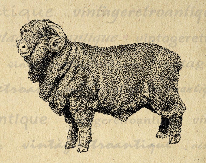 Printable Graphic Merino Ram Sheep Image Illustration Digital Download Vintage Clip Art Jpg Png Eps HQ 300dpi No.3236