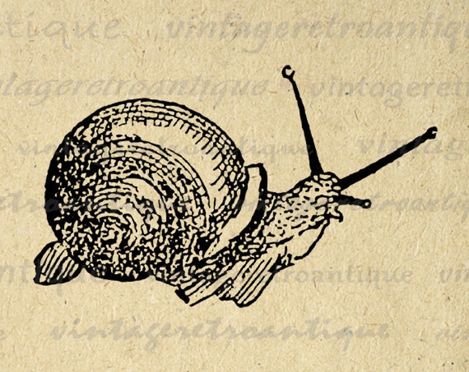 Digital Image Antique Snail Download Printable Graphic Illustration Vintage Clip Art Jpg Png Eps HQ 300dpi No.2443