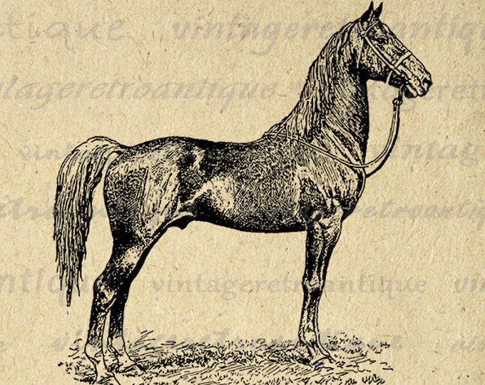 Antique Horse Graphic Digital Printable Farm Animal Download Image Vintage Clip Art Jpg Png Eps HQ 300dpi No.3536