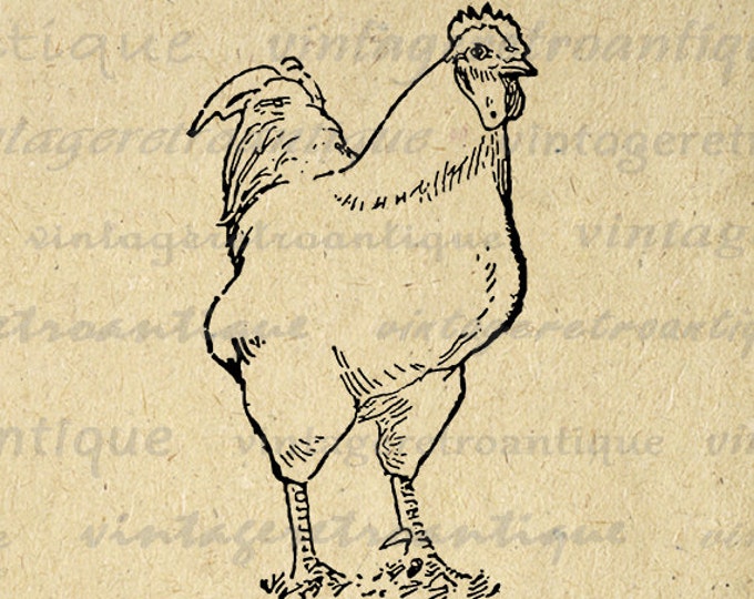 Chicken Graphic Digital Download Illustration Printable Farm Animal Image Vintage Clip Art Jpg Png Eps HQ 300dpi No.3093