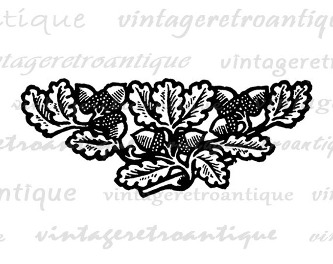 Digital Printable Acorn Embellishment Image Design Ornament Download Graphic Antique Clip Art Jpg Png Eps HQ 300dpi No.4049