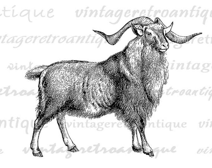 Printable Goat Ram Antique Graphic Download Digital Image Jpg Png Eps HQ 300dpi No.517