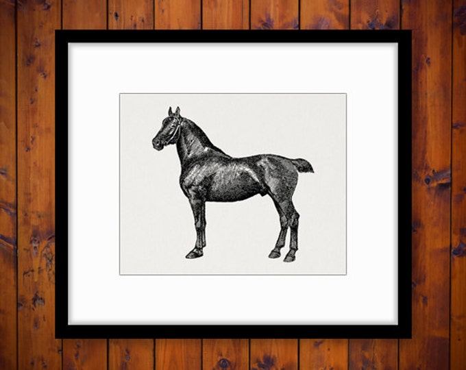 Black Horse Printable Image Graphic German Mare Digital Illustration Download Antique Clip Art Jpg Png Eps HQ 300dpi No.3475