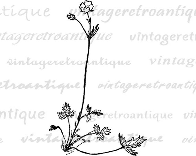 Printable Digital Little Flower Download Plant Graphic Image Antique Clip Art for Transfers Printing etc HQ 300dpi No.858