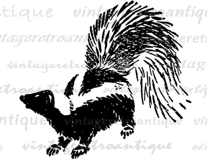 Skunk Image Printable Download Antique Graphic Digital Vintage Clip Art Jpg Png Eps HQ 300dpi No.068