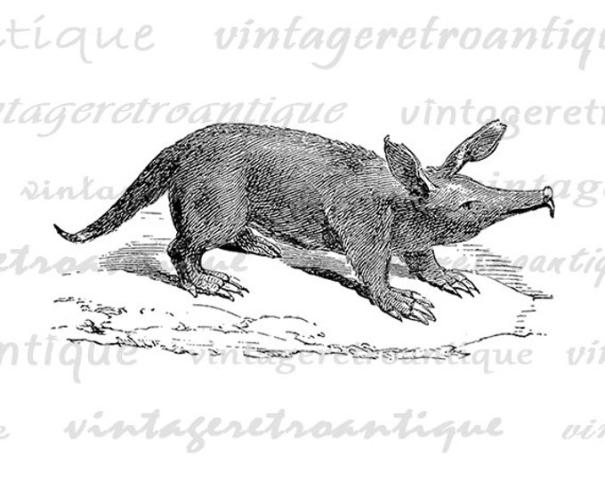 Printable Graphic Aard-Vark Image Aardvark Digital Download Vintage Clip Art Jpg Png Eps HQ 300dpi No.084