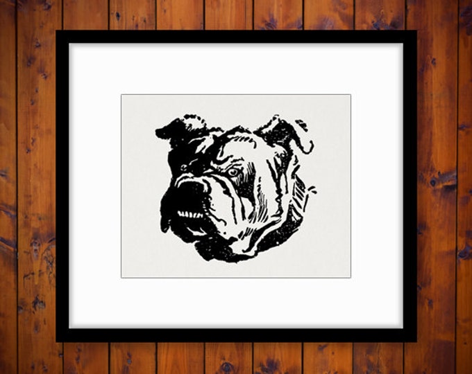 Bull Dog Graphic Printable Digital Bulldog Download Image Vintage Clip Art Jpg Png Eps HQ 300dpi No.060