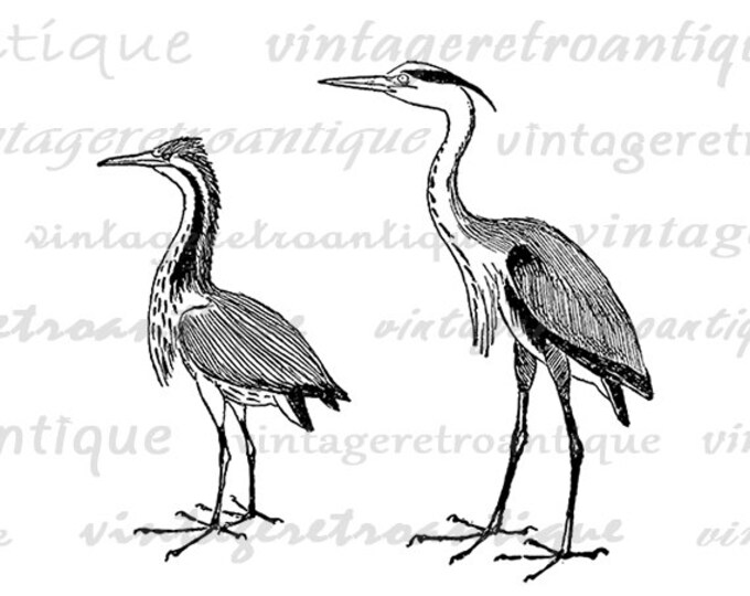Heron and Bittern Birds Digital Image Download Bird Graphic Printable Vintage Clip Art Jpg Png Eps HQ 300dpi No.1037
